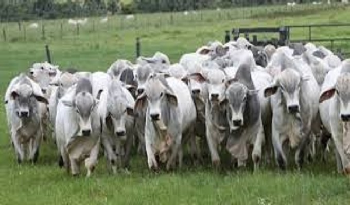 USDA prevê crescimento de 2% na produção mundial de carne bovina em 2018